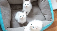 Fapte interesante despre pisicile alb albastru