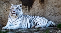 Fapte interesante despre tigrii albi