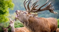 Fapte interesante despre cerbul nobil