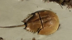 Fapte interesante despre artropode