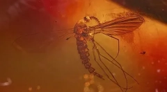 Fapte interesante despre dinozauri