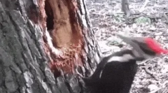 Fapte interesante despre dyatlah