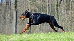 Fapte interesante despre doberman