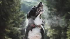 Fapte interesante despre respirația animalelor