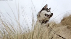 Fapte interesante despre husky