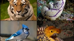 Fapte interesante despre animalele chordanice