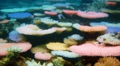 Fapte interesante despre corali