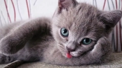 Fapte interesante despre pisici: 10 caracteristici curioase de animale de companie pufos