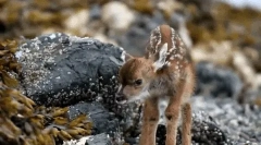 Fapte interesante despre roe