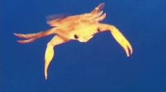 Fapte interesante despre corul mării negre