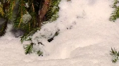 Fapte interesante despre afecțiune