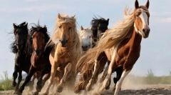 Fapte interesante despre cai