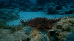 Fapte interesante despre arici marini