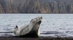 Fapte interesante despre leoparzii de mare