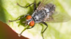 Fapte interesante despre muște