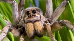 Fapte interesante despre spider-wolf