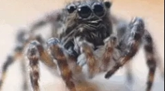 Fapte interesante despre spiderul în formă de păianjen