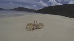 Fapte interesante despre crustacee