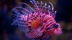 Fapte interesante despre pește