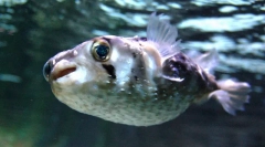 Fapte interesante despre pește fugu