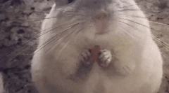 Fapte interesante despre chinchillach