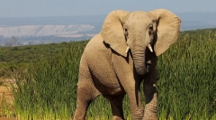 Fapte interesante despre elefanți