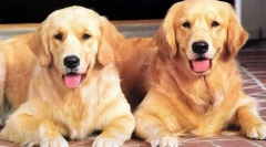 Fapte interesante despre câini