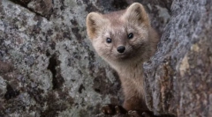 Fapte interesante despre sobyola