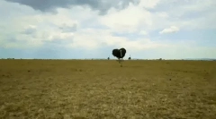 Fapte interesante despre struț