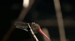 Fapte interesante despre dragonfly