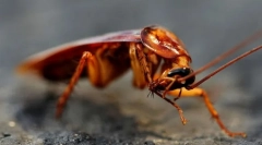 Fapte interesante despre gândacii