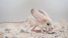 Fapte interesante despre tuccanchik