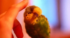 Fapte interesante despre papagali ondulați