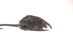 Fapte interesante despre vrăjitoare