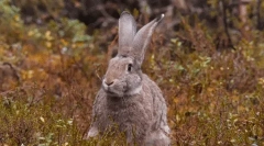 Fapte interesante despre iepure