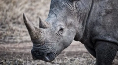 Fapte interesante despre animale din cartea roșie