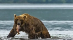 Fapte interesante despre animale taiga