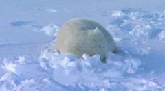 Fapte interesante despre tundra de animale