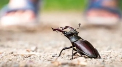 Fapte interesante despre beetle-deer