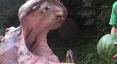 Fapte interesante despre dinții de animale