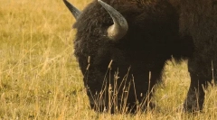 Fapte interesante despre bison