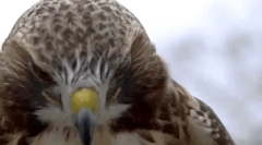 Fapte interesante despre hawk