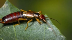 Fapte interesante despre locuitori