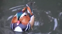 Fapte interesante despre duck-mandarin