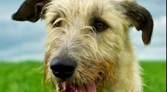 Irlandeză wolfhound (fotografii): hunter priceput cu aspect aristocratic