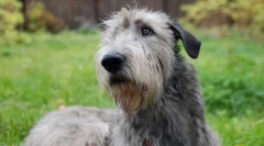 Irlandez wolfhound