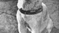 Istorie hachiko - cel mai dedicat în lumea psa (7 fotografii)