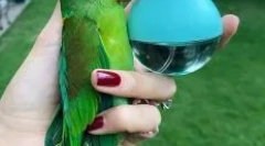 Istoria papagalului bald rei