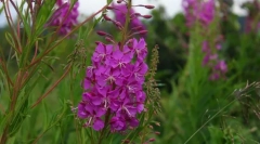 Ceaiul ivan (cypria)