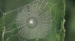 Ce păianjen ascunde webul său?